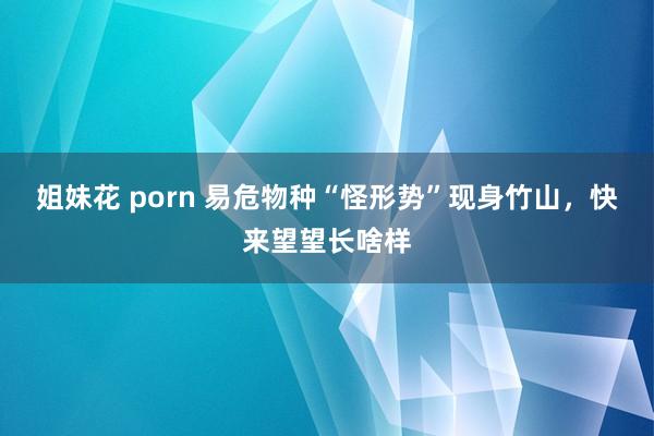 姐妹花 porn 易危物种“怪形势”现身竹山，快来望望长啥样